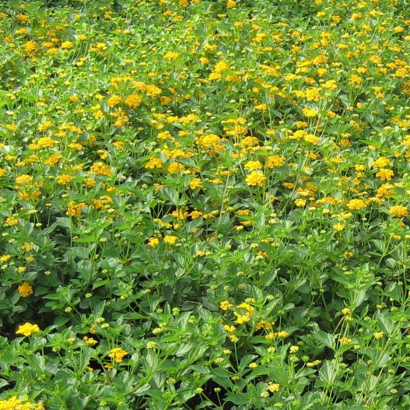 Lantana camara Chapel Hill Gold - Wandelröschen (Hafen)