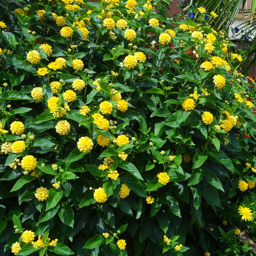 Lantana camara Chapel Hill Yellow - Wandelröschen (Hafen)