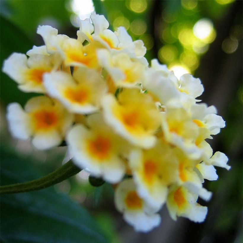 Lantana camara Chapel Sunny Side Up - Wandelröschen (Blüte)