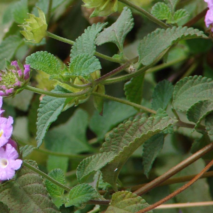 Lantana montevidensis Mauve - Wandelröschen (Laub)