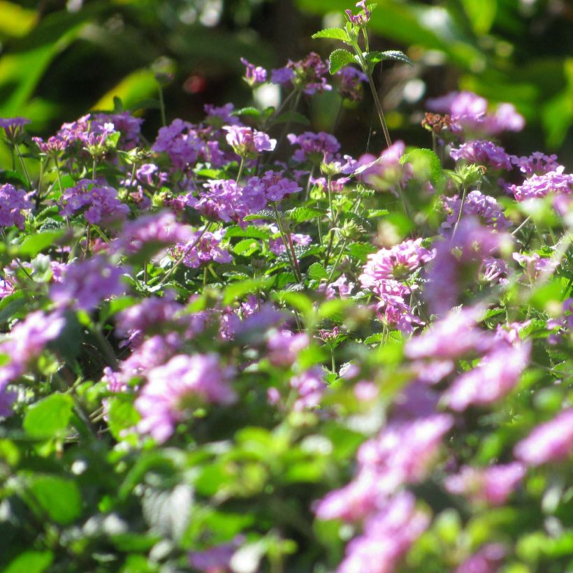 Lantana montevidensis Mauve - Wandelröschen (Blüte)