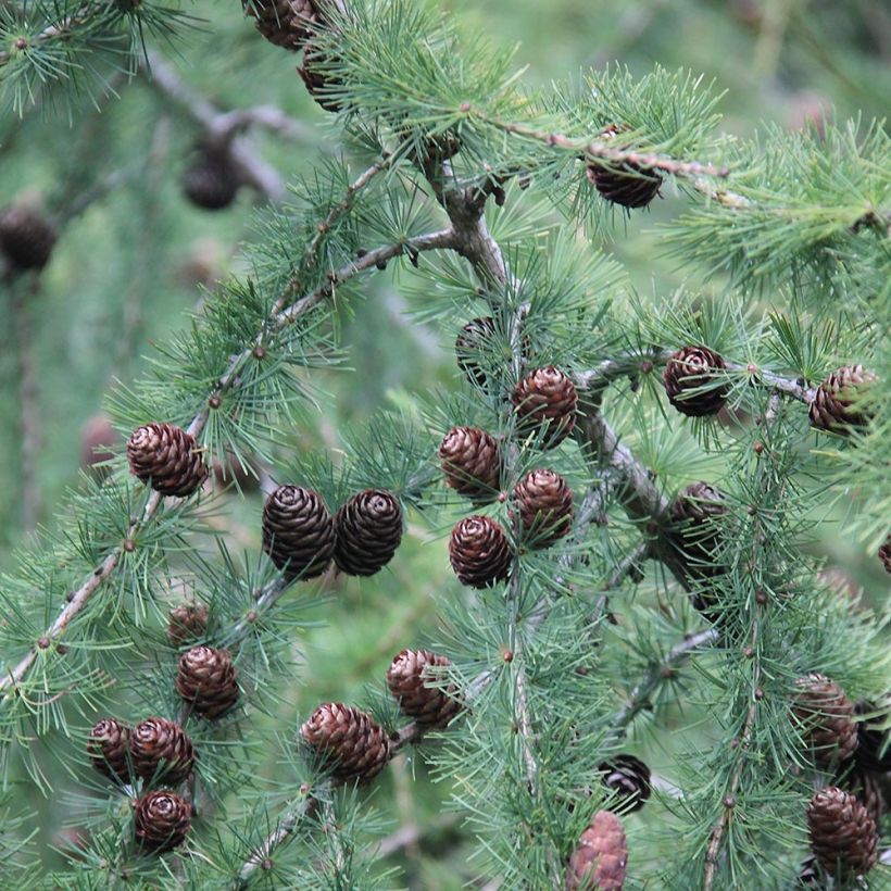 Larix decidua - Europäische Lärche (Ernte)