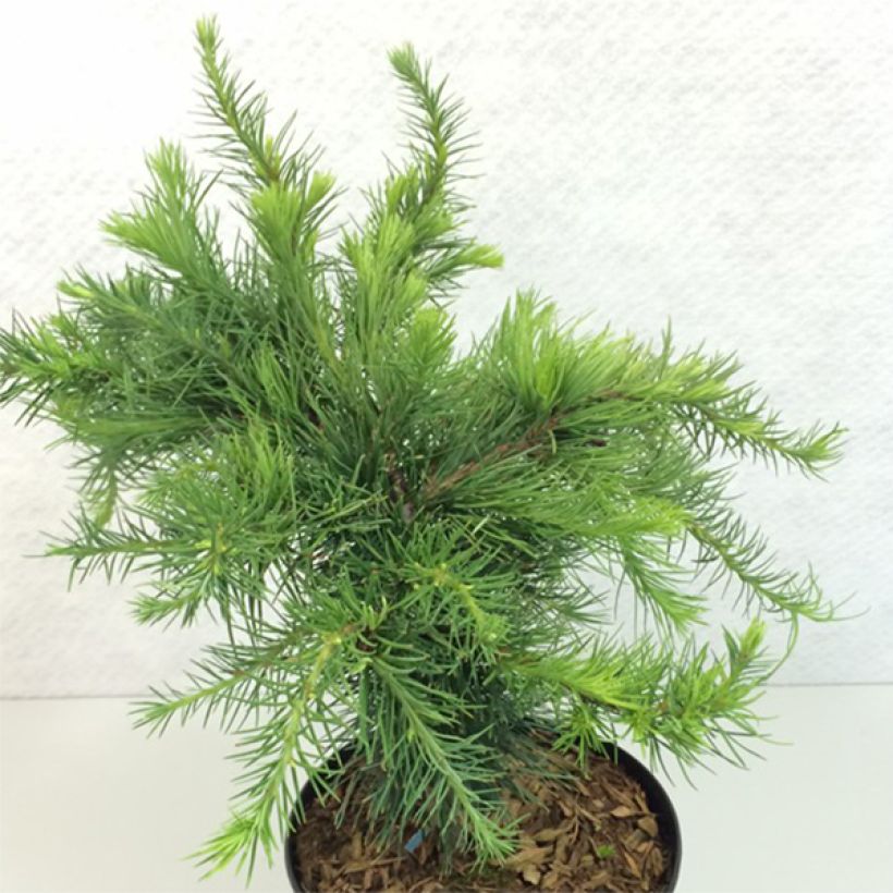 Larix decidua Little Bogle - Europäische Lärche (Hafen)