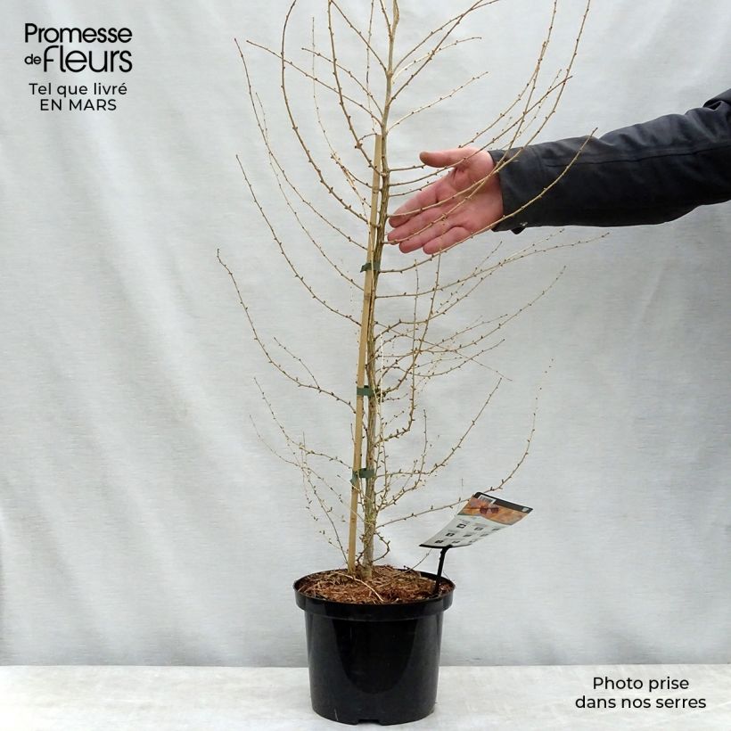 Exemplar von Larix decidua - Europäische Lärche Topf mit 4L/5LGelieferte Höhe ca. 100/120cm wie im Frühjahr geliefert