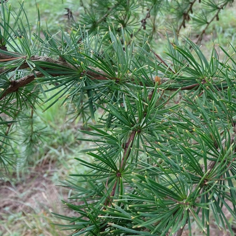 Larix kaempferi - Japanische Lärche (Laub)