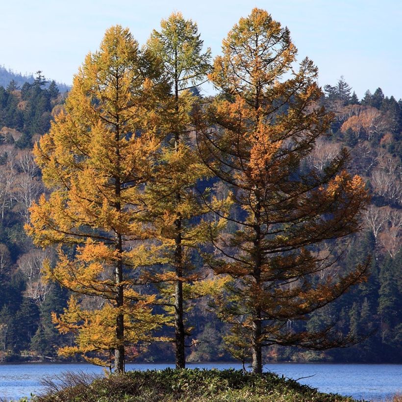 Larix kaempferi - Japanische Lärche (Hafen)