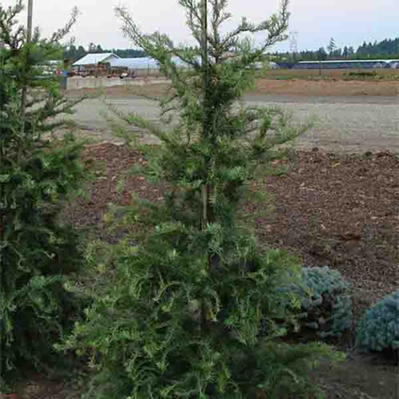 Larix kaempferi Diana - Japanische Lärche (Hafen)