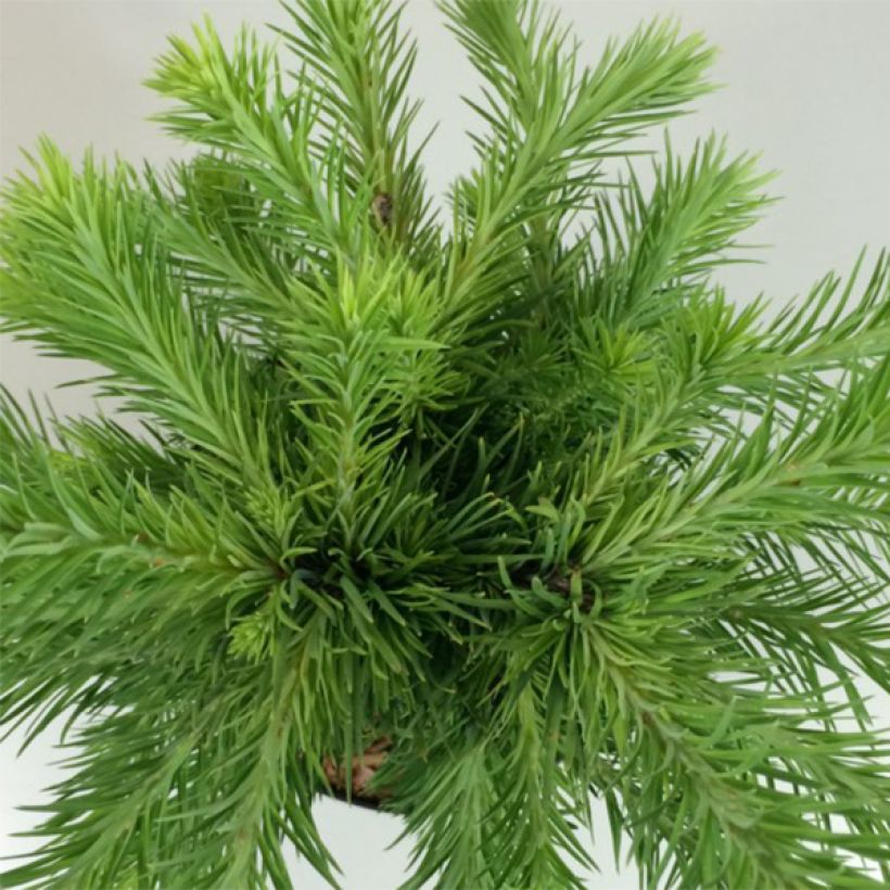 Larix kaempferi Grey Pearl - Japanische Lärche (Laub)