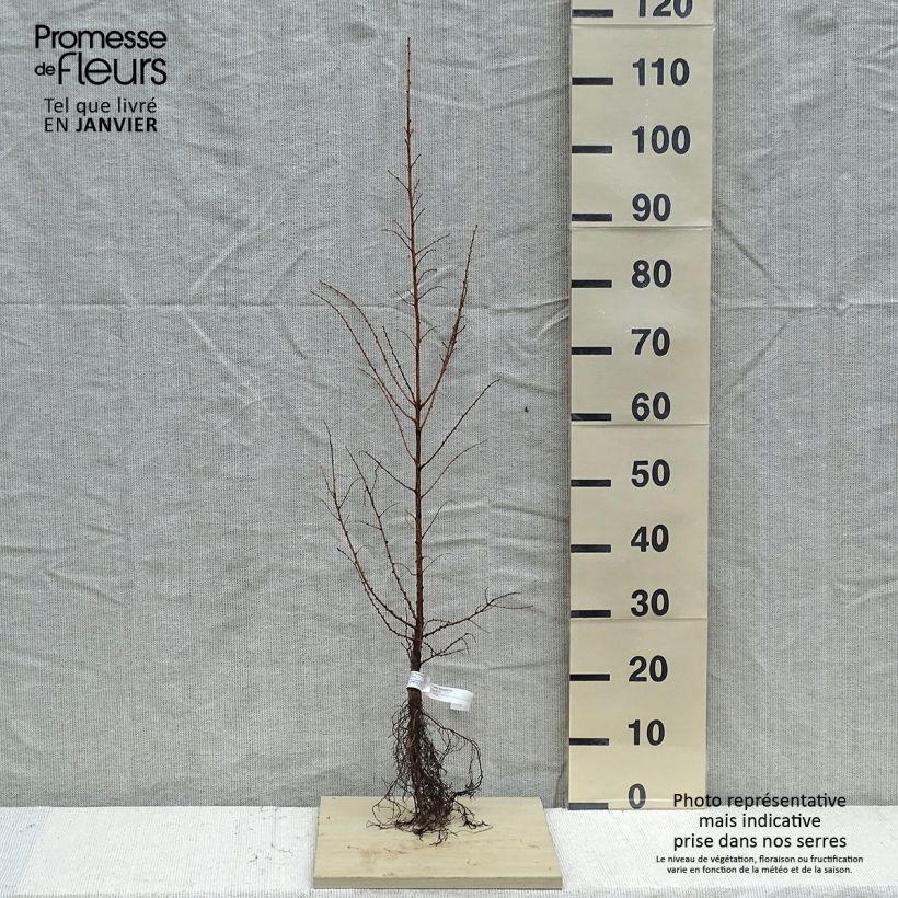 Exemplar von Larix kaempferi - Japanische Lärche WurzelnacktGelieferte Höhe ca. 60/90cm wie im Winter geliefert