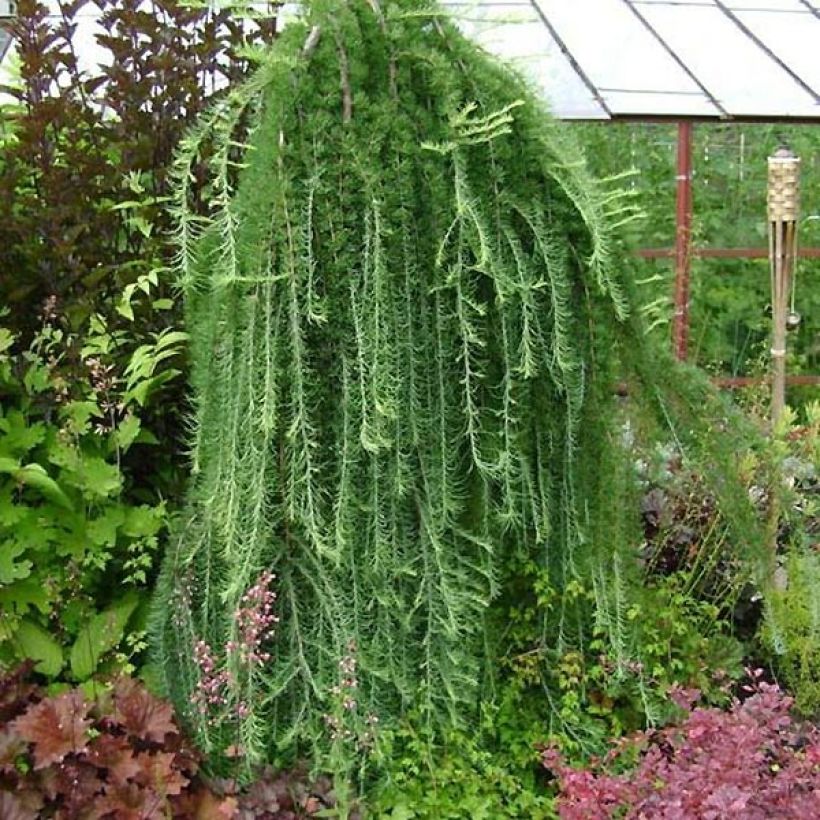 Larix kaempferi Stiff Weeping - Japanische Lärche (Hafen)