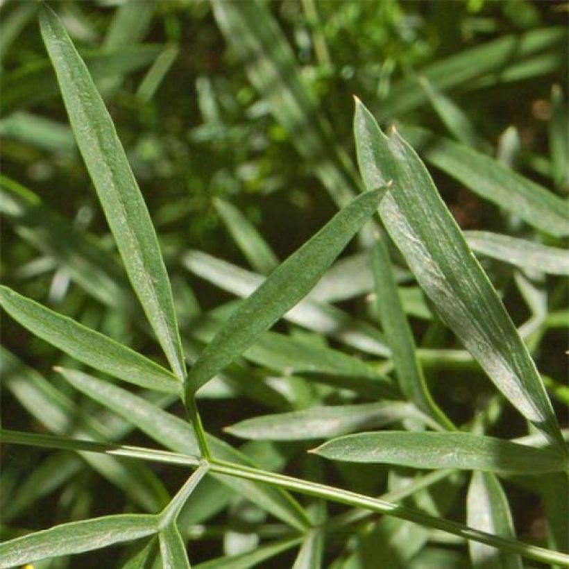 Laserpitium siler - Berg-Laserkraut (Laub)