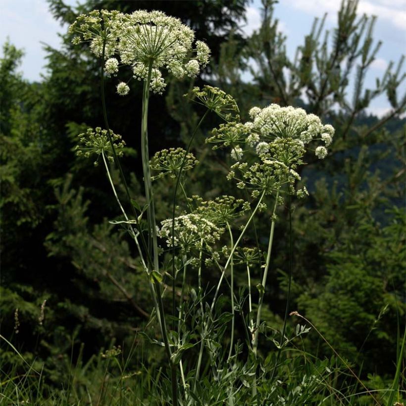 Laserpitium siler - Berg-Laserkraut (Blüte)