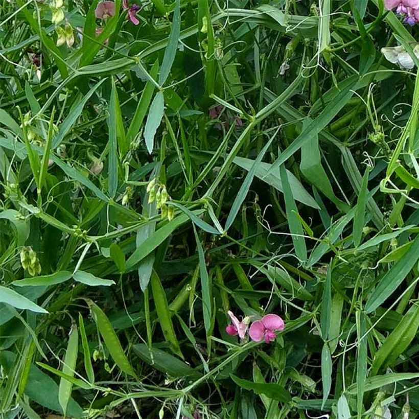 Breitblättrige Platterbse Red Pearl - Lathyrus latifolius (Laub)