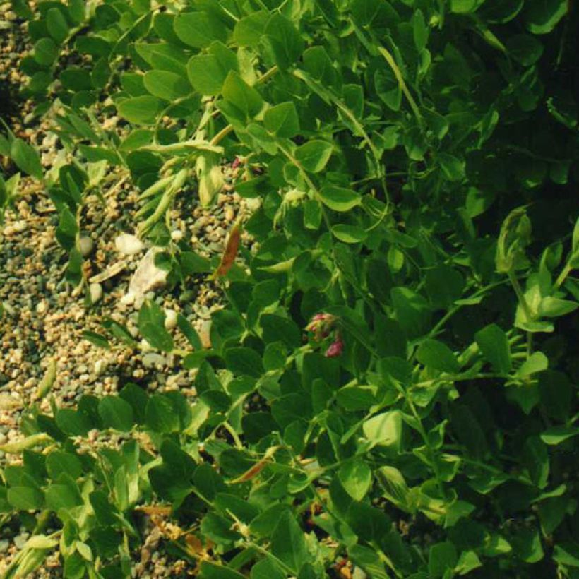 Strand-Platterbse - Lathyrus maritimus (Laub)