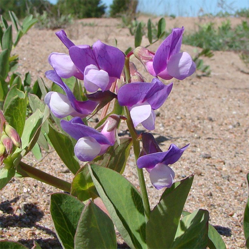 Strand-Platterbse - Lathyrus maritimus (Blüte)