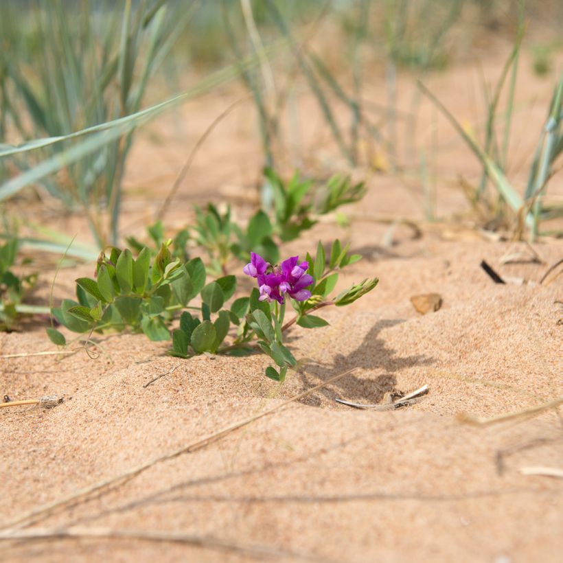 Strand-Platterbse - Lathyrus maritimus (Hafen)