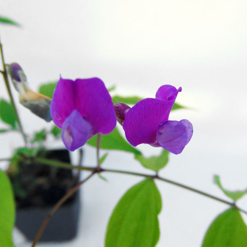 Lathyrus vernus - Frühlings-Platterbse (Blüte)