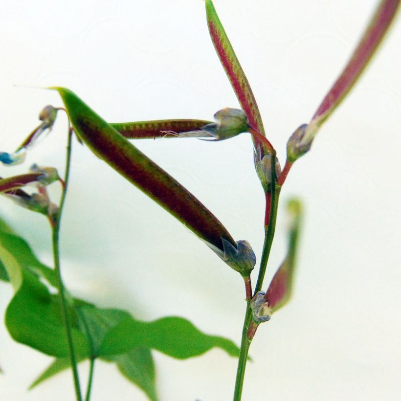 Lathyrus vernus - Frühlings-Platterbse (Ernte)