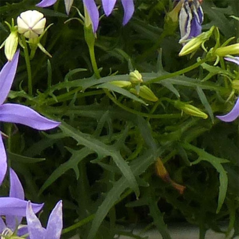 Isotoma axillaris Beth's Blue - Schein-Lobelie (Laub)