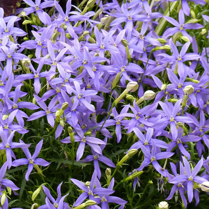 Isotoma axillaris Beth's Blue - Schein-Lobelie (Blüte)