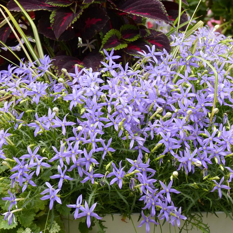 Isotoma axillaris Beth's Blue - Schein-Lobelie (Hafen)