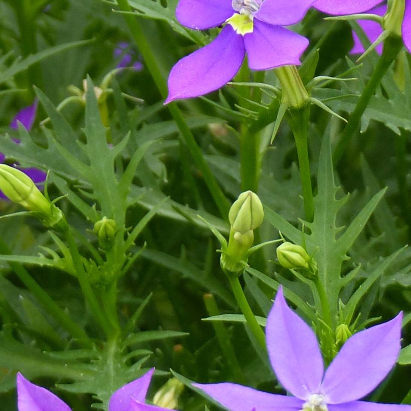 Isotoma axillaris Fizz'n'Pop Glowing Purple - Schein-Lobelie (Laub)