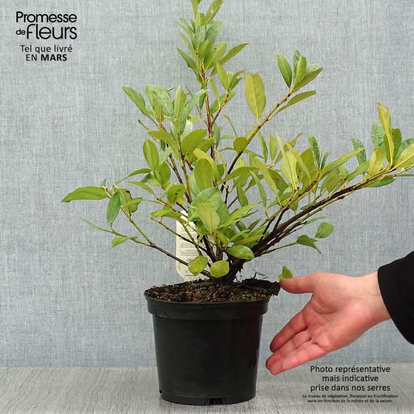 Exemplar von Laurier Cerise - Prunus laurocerasus Mano en pot de 2L/3L wie im Winter geliefert