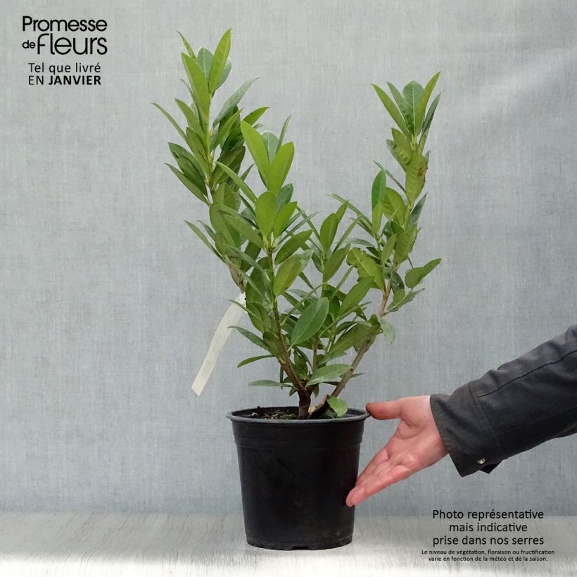 Exemplar von Laurier cerise - Prunus laurocerasus Greentorch Pot de 3L/4L wie im Winter geliefert