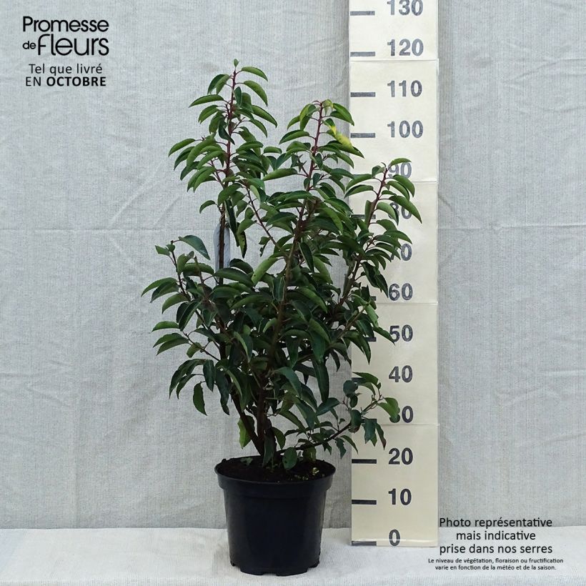 Exemplar von Laurier du Portugal - Prunus lusitanica 80cm+ en pot de 10L wie im Herbst geliefert