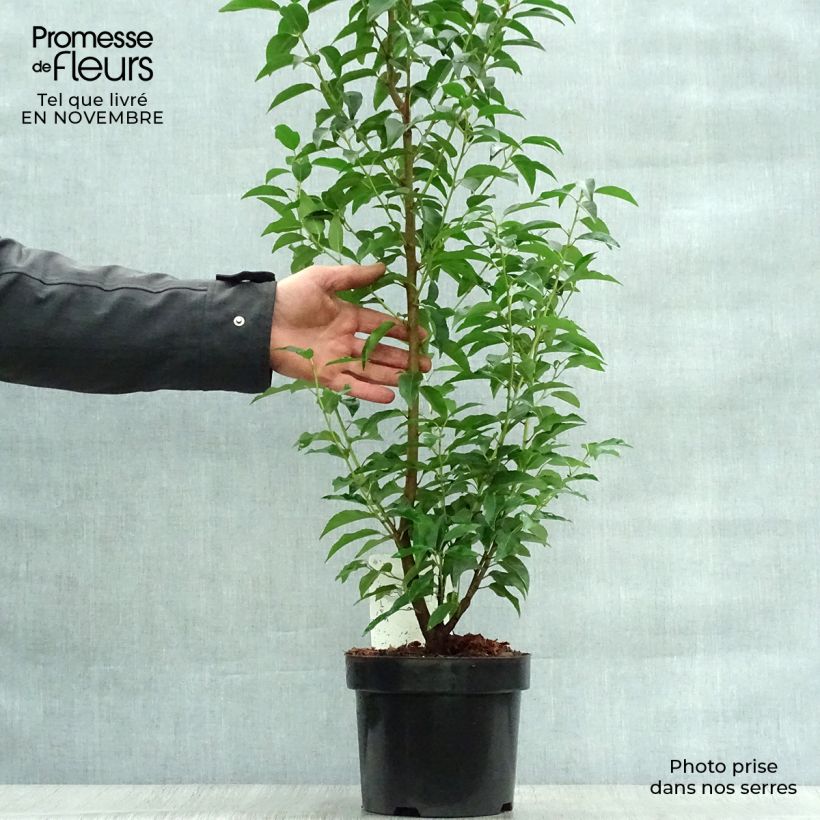 Exemplar von Laurier du Portugal - Prunus lusitanica Angustifolia 60/80cm en pot de 3.5L wie im Herbst geliefert