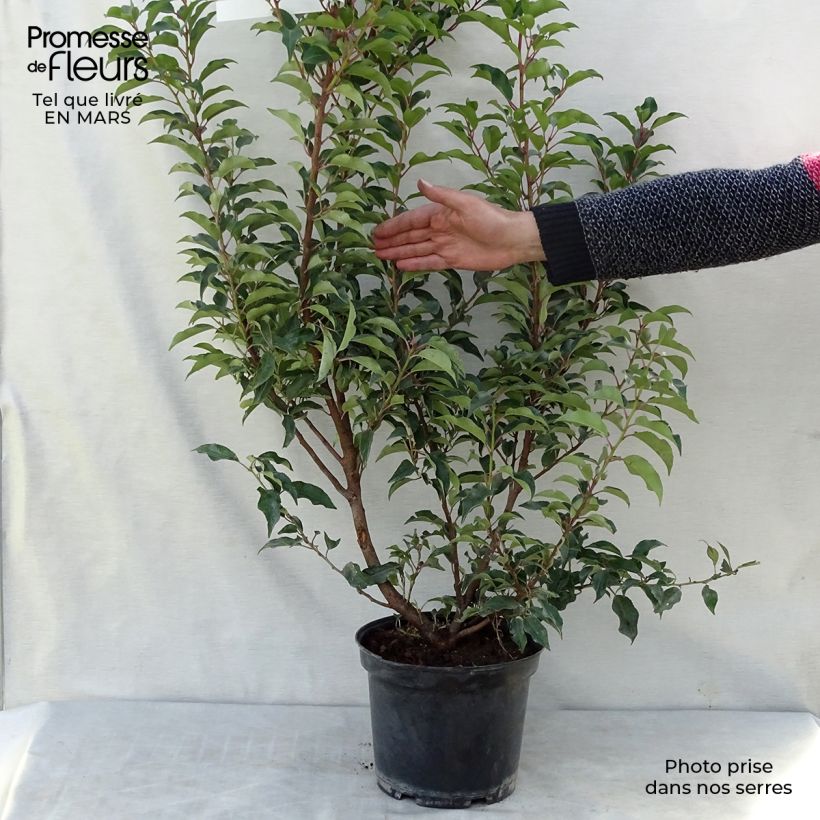 Exemplar von Laurier du Portugal - Prunus lusitanica Brenelia Pot de 7,5L/10L wie im Winter geliefert