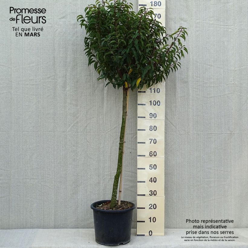 Exemplar von Portugiesische Lorbeerkirsche Myrtifolia - Prunus lusitanica Topf mit 12L/15LGelieferte Höhe ca. 140/150cm wie im Frühjahr geliefert