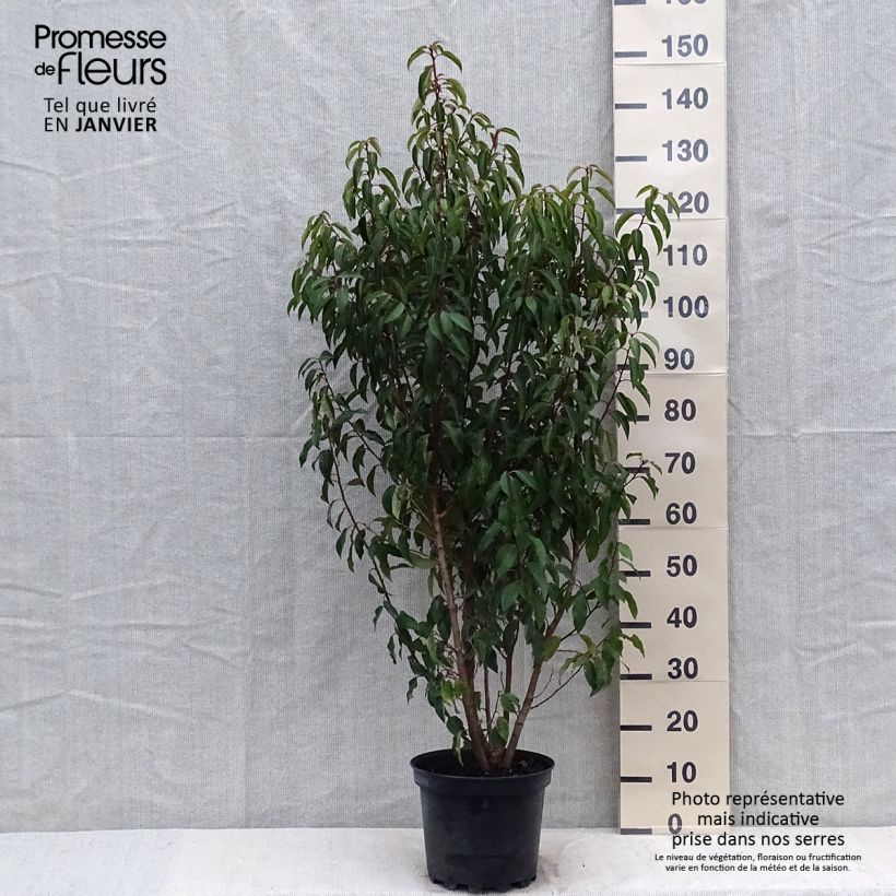 Exemplar von Laurier du Portugal - Prunus lusitanica Myrtifolia en pot de 6L/7L wie im Winter geliefert