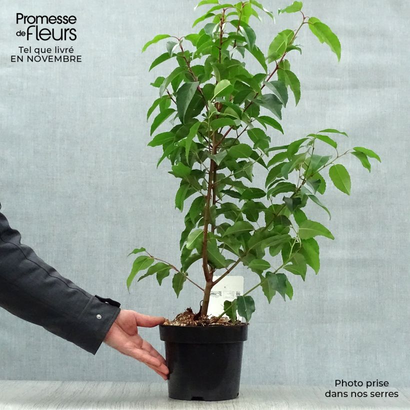 Exemplar von Laurier du Portugal - Prunus lusitanica en pot de 3,5L wie im Herbst geliefert