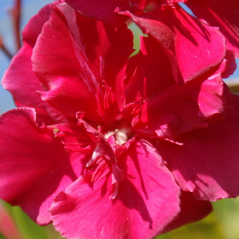 Oleander Commandant Barthélemy - Nerium (Blüte)