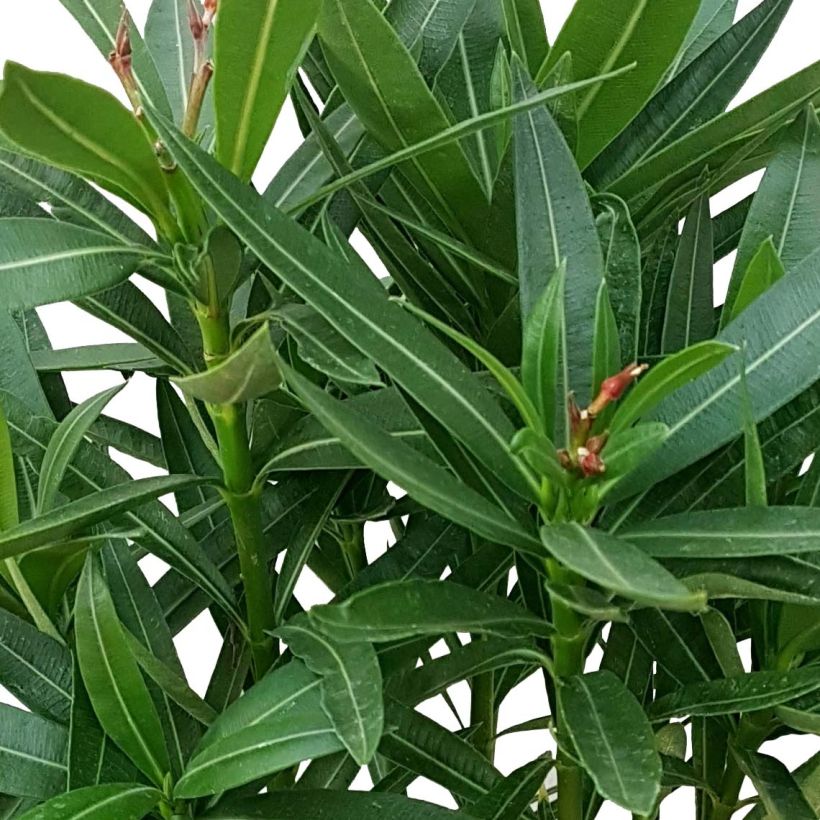 Oleander Papa Gambetta - Nerium (Laub)