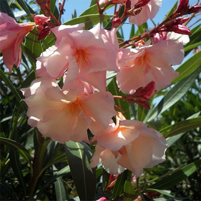 Oleander Provence - Nerium (Blüte)