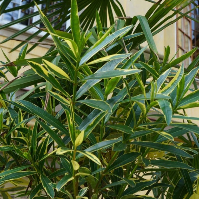 Oleander Variegata - Nerium (Laub)