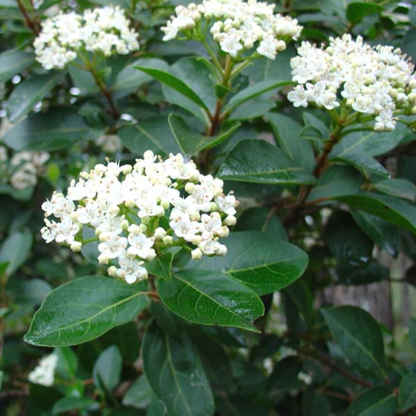 Lorbeerblättriger Schneeball - Viburnum tinus (Blüte)