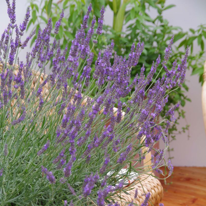 Lavandula intermedia Phenomenal 'Niko - Provence-Lavendel (Blüte)