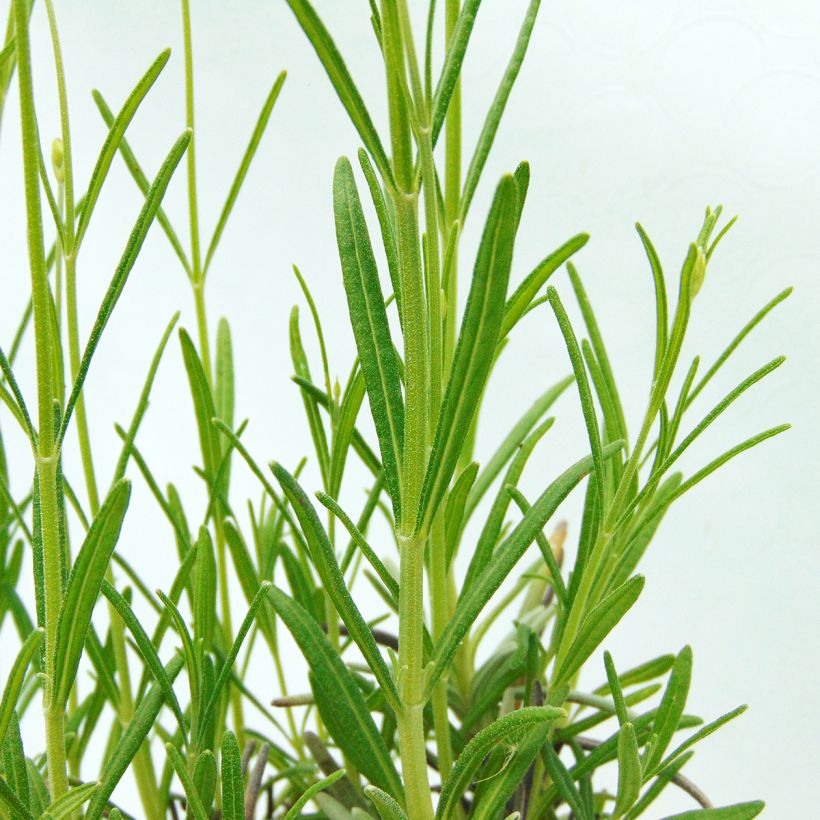 Echter Lavendel - Lavandula officinalis (Laub)