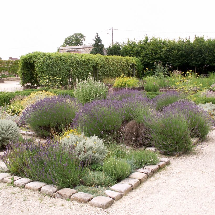 Echter Lavendel - Lavandula officinalis (Hafen)