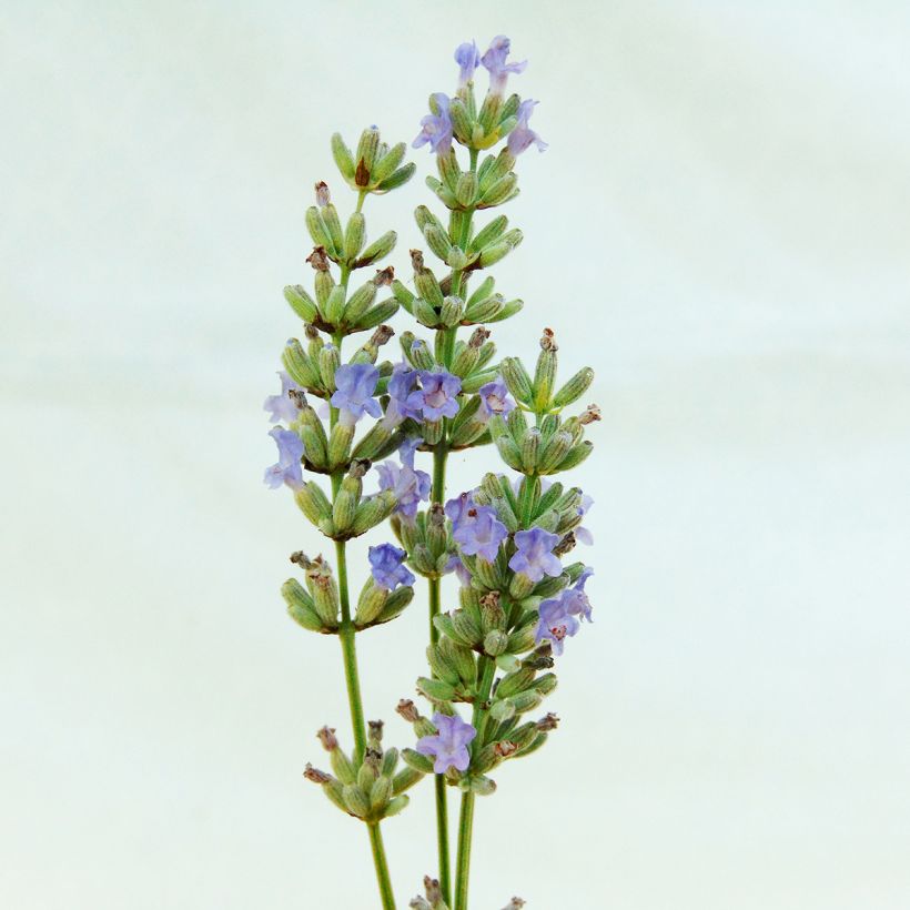 Lavandula intermedia Grappenhall - Provence-Lavendel (Blüte)