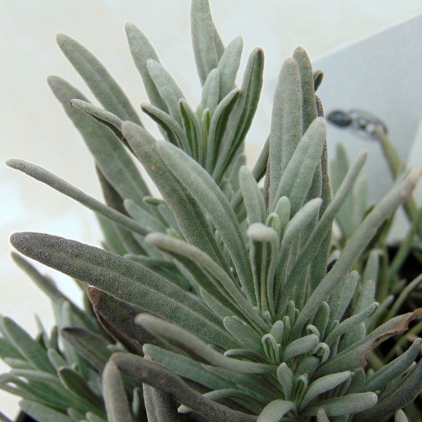 Lavandula intermedia Edelweiss - Provence-Lavendel (Laub)