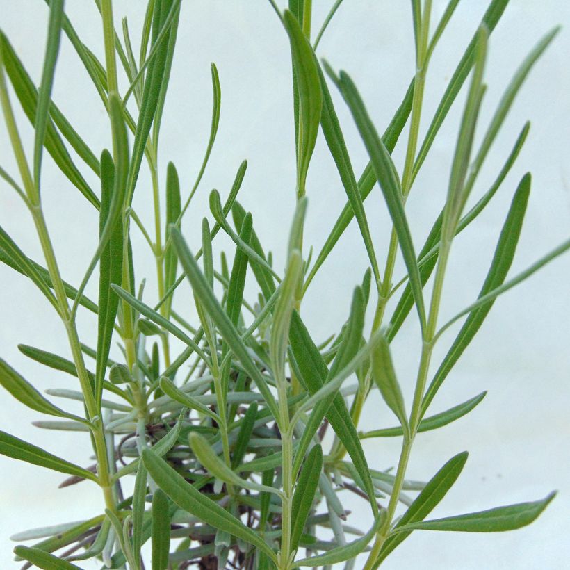 Lavandula intermedia Grosso - Provence-Lavendel (Laub)