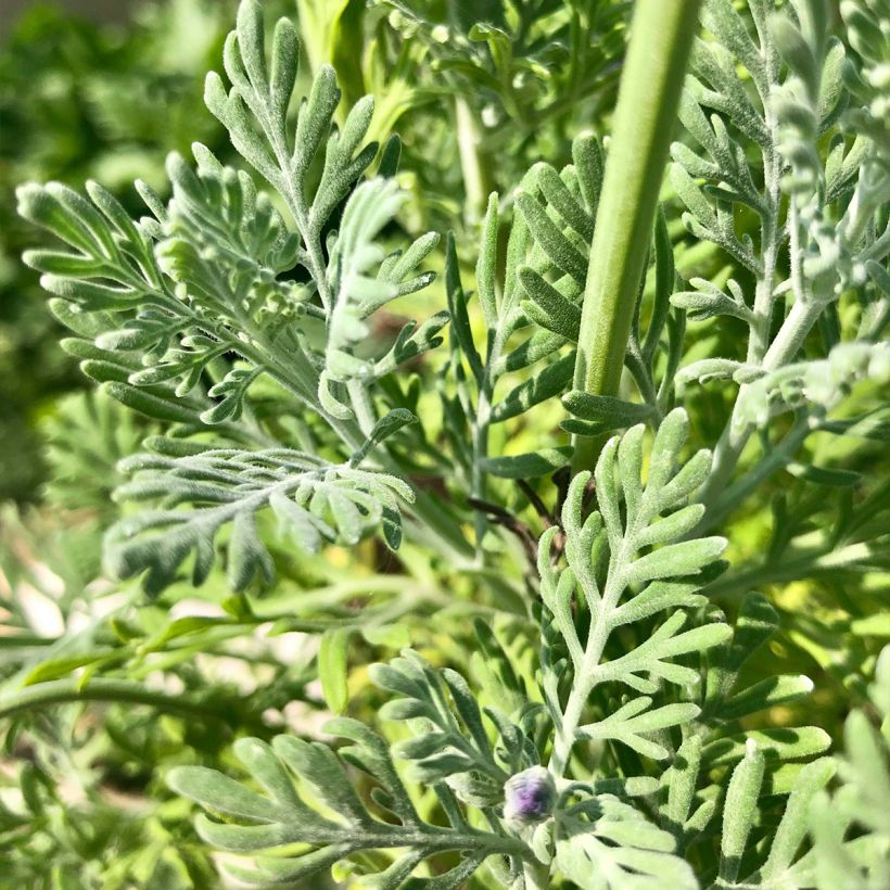 Lavandula pinnata var. pinnata - Kanarischer Lavendel (Laub)