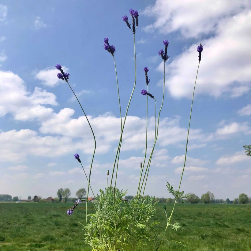 Lavandula pinnata var. pinnata - Kanarischer Lavendel (Hafen)