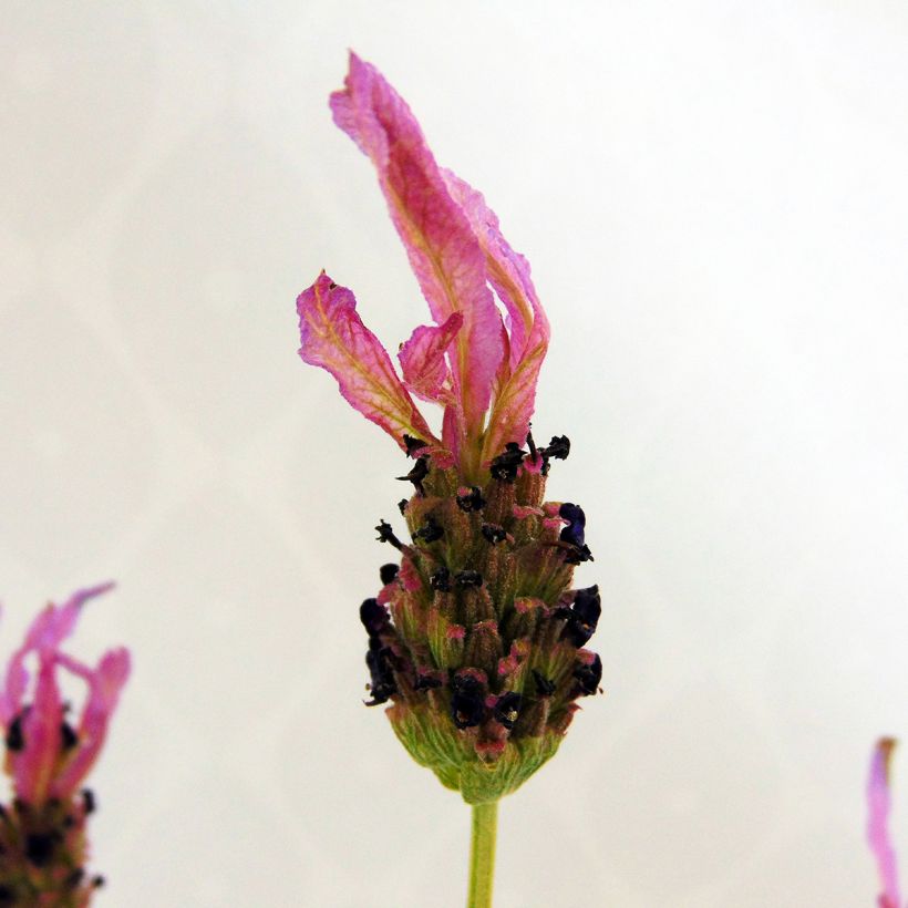 Lavandula stoechas - Schopf-Lavendel (Blüte)