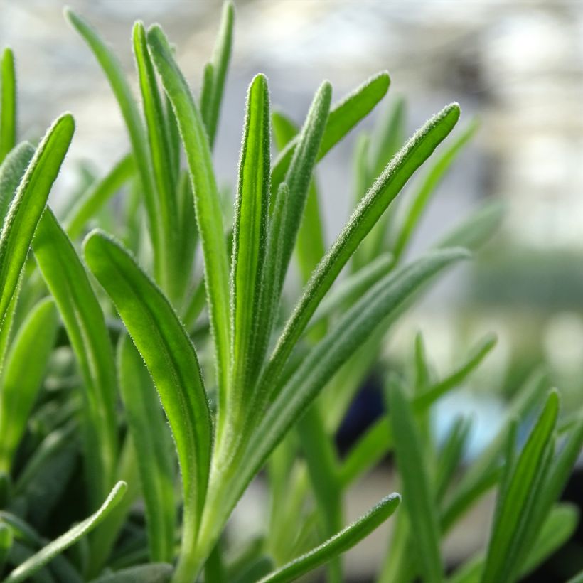 Lavandula angustifolia Alba - Echter Lavendel (Laub)