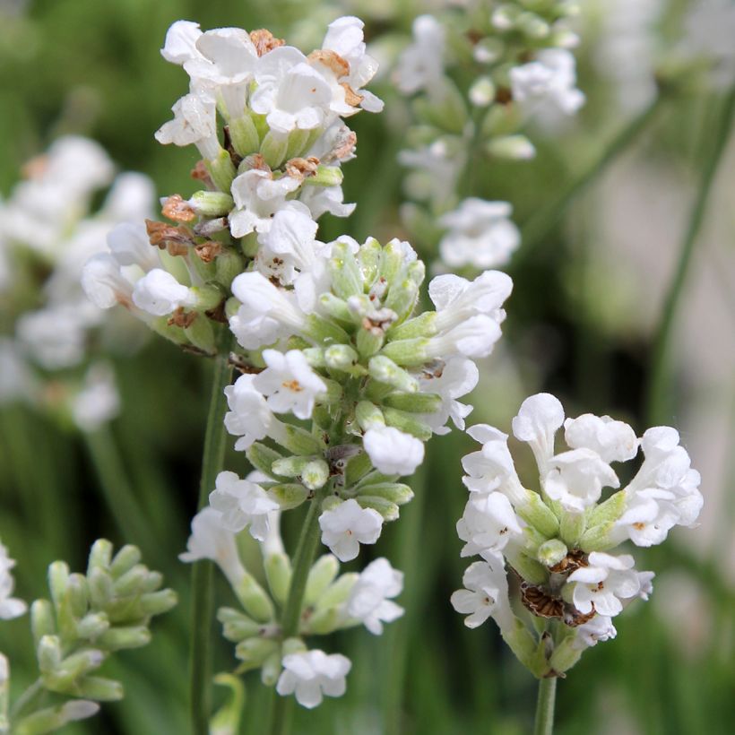 Lavandula angustifolia Alba - Echter Lavendel (Blüte)